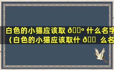 白色的小猫应该取 🐺 什么名字（白色的小猫应该取什 🐠 么名字好听）